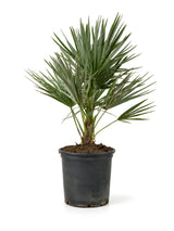 Zwergpalme (Chamaerops humilis) im Kulturtopf Ø 19 cm, ca. 65 cm hoch – freigestellt