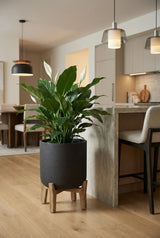 Charlie Black Washed Feet Low Finestgreen