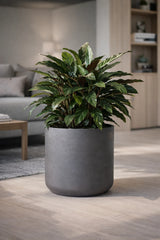 Charlie Black Washed Finestgreen