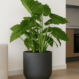 Charlie Black Washed