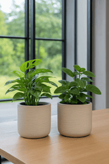 2x Charlie Grey Washed Ø:18