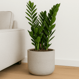 Grey washed Charlie planter by Pottery Pots, showcasing a modern design with textured finish and a stylish, minimalist look. || Abgebildete Größe: L