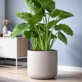 Charlie grey washed planter by Pottery Pots, showcasing a sleek design and textured finish in a neutral grey hue. || Abgebildete Größe: XL