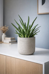 Charlie Grey Washed Finestgreen