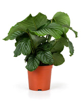 Korbmarante (Calathea orbifolia) im Kulturtopf Ø 21 cm, ca. 70 cm hoch – freigestellt