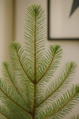 Pinus Pinea Silver Crest Ø:17 H:50 cm