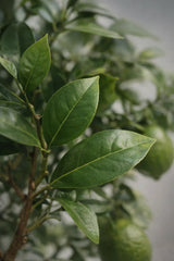 Citrus limon - Zitronenbaum - Finestgreen