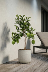 Citrus limon - Zitronenbaum - Finestgreen