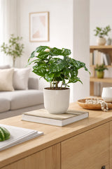 Coffea Arabica – Echte Kaffeepflanze Ø:12 H:25 cm Finestgreen