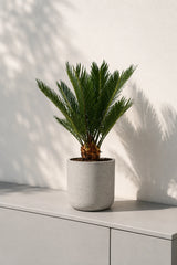 Cycas Revoluta – Japanische Sagopalme