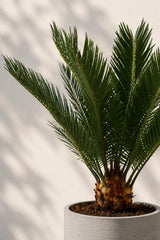 Cycas Revoluta – Japanische Sagopalme