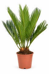 Cycas Revoluta – Japanische Sagopalme