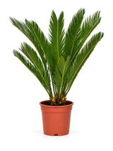 Sagopalme (Cycas revoluta) im Kulturtopf Ø 17 cm, ca. 60 cm hoch – freigestellt