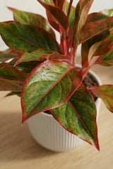 Decorum Aglaonema Crete Ø:12 H:25 cm Finestgreen