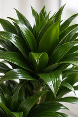 Dracaena Compacta - Drachenbaum - Finestgreen