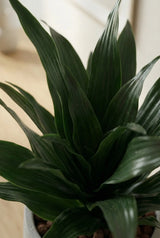 Dracaena compacta - Drachenbaum Ø:12 H:25 cm Finestgreen