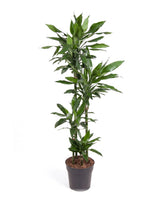 Drachenbaum (Dracaena 'Janet Lind') im Kulturtopf Ø 27 cm, ca. 140 cm hoch – freigestellt