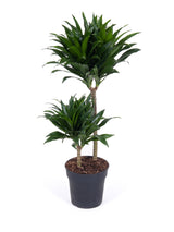 Drachenbaum (Dracaena fragrans 'Compacta') im Kulturtopf Ø 19 cm, ca. 80 cm hoch – freigestellt