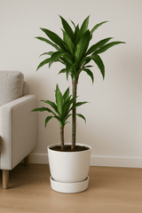 Drachenbaum - Dracaena Janet Craig Ø:19 H:90 cm Finestgreen