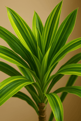 Drachenbaum - Dracaena Lemon Lime Ø:19 H:100 cm