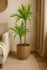 Drachenbaum - Dracaena Lemon Lime Ø:19 H:100 cm