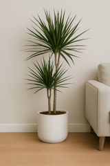 Drachenbaum - Dracaena Marginata Ø:21 H:120 cm Finestgreen
