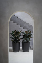 Dice Schwarz - Finestgreen
