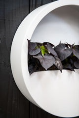 Hanging Wally Matt Weiß