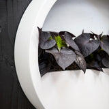 Hanging Wally in matte white by Pottery Pots, showcasing a modern wall planter with a sleek design.