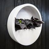 White hanging Wally planter by Pottery Pots, showcasing a modern design with a smooth finish and plant inside.