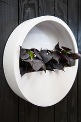 Hanging Wally Matt Weiß