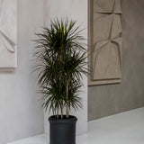 Max Classic Schwarz - Finestgreen