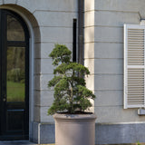 Jumbo Max Classic Taupe