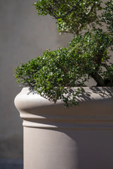 Jumbo Max Classic Taupe