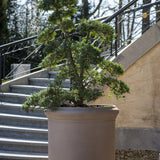 Jumbo Max Classic Taupe