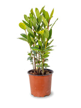 Echter Lorbeer (Laurus nobilis) im Kulturtopf Ø 15 cm, ca. 45 cm hoch – freigestellt