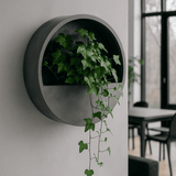 Efeu Hedera Helix Wonder 3er Set Finestgreen