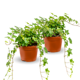 Efeu Hedera Helix Wonder 2er Set Finestgreen