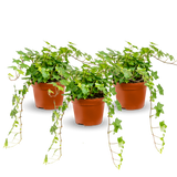 Efeu Hedera Helix Wonder 3er Set Finestgreen