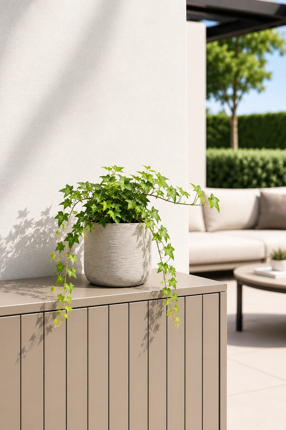Efeu Hedera Helix Wonder - Pflanzen sicher zu dir nach Hause