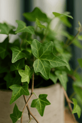 Efeu Hedera Helix Wonder 2er Set