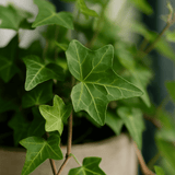 Efeu Hedera Helix Wonder 3er Set Finestgreen