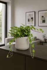 Efeu Hedera Helix Wonder Ø:13 H:20 cm