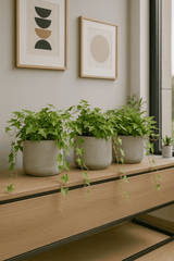 Efeu Hedera Helix Wonder 3er Set