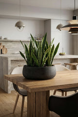 Eileen Black Washed Finestgreen