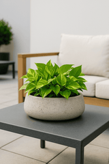 Eileen Grey Washed Finestgreen