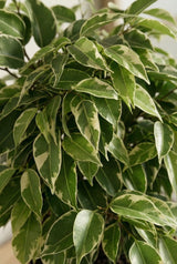 Ficus Benjamina Kinky – Buntblatt Ø:12 H:25 cm Finestgreen