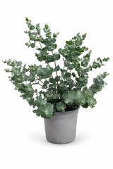 Eucalyptus Baum Gunnii