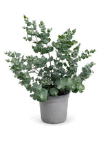 Mostgummi-Eukalyptus (Eucalyptus gunnii) im Kulturtopf Ø 19 cm, ca. 40 cm hoch – freigestellt
