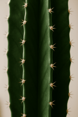 Euphorbia erytrea - Wolfsmilchkaktus Ø:19 H:70 cm Finestgreen